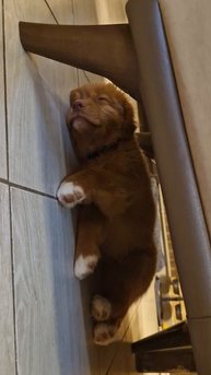 Сон - топливо для будущих шалостей 😴