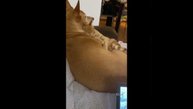 Видео от МЯУтаверс – как метавселенная, но с котами