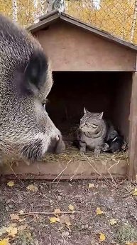 Котя - Защитник!