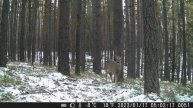 Видео от Тайга Красноярья. Фотоловушки