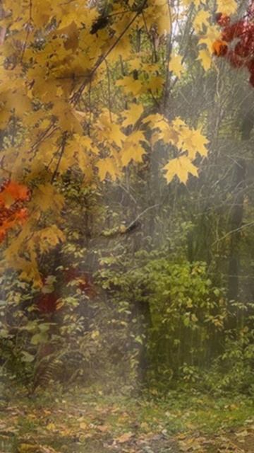 С новым днём!#доброеутро#осень#shorts