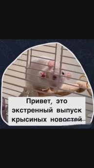 🙀🐭🐀 крысиный контент #забавное #животные #крысы #настроение #жизненно #юмор #крысиные #шутка
