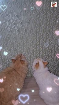 К Пикселюше с Настюней перед сном прилетела Гостья 🌜🦋💓😻😻