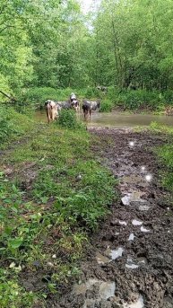 🐮❤️🐮 zabavnie korovki