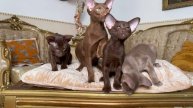 Ориентальные котята