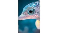 🐬✨👍