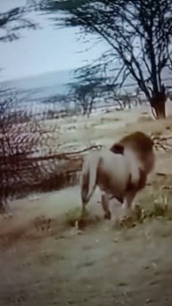 ЛЬВЫ нападают на стадо Буйволов🤔