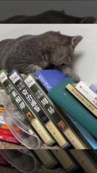 Я: *покупаю коту 5 лежанок, домик, гамак и подушку с подогревом*