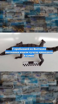 У прибывшей из Вьетнама россиянки нашли чучело крокодила в сумке
