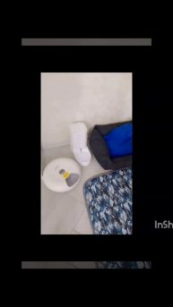 Яша в новой семье . изабеловый пти брабансон