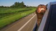 Собаке раздуло ветром ноздри