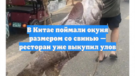 В Китае поймали окуня размером со свинью — ресторан уже выкупил улов