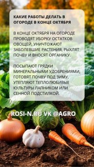 Какие работы делать в огороде в конце октября
