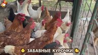 Забавные курочки несушки на сельском подворье 🤗😂😜 (2)