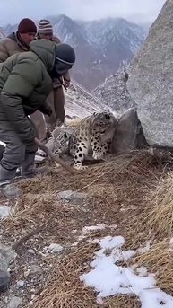 Поймали Снежного Барса