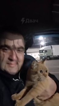 Дальнобойщик развёлся с женой из-за кота — пушистый напарник сбежал из фуры, а хозяин потерял покой