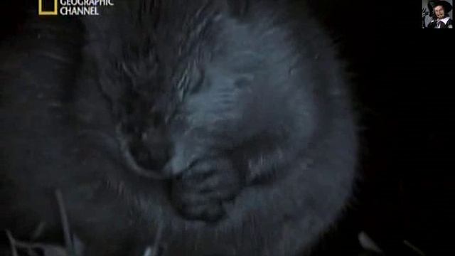 Бобровая плотина.