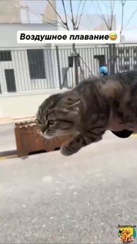 Клип @meowtaverse