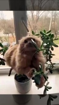 Редкие кадры цветения денежного дерева😂