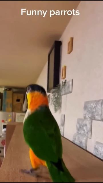 Смешные животные