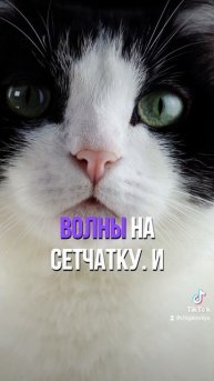 У КОШЕК СВЯТЯТСЯ ГЛАЗА