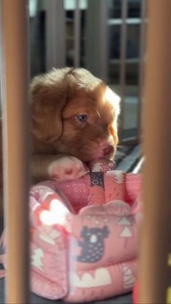 Жизнь с толлером