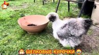 Шелковые курочки пушистые шарики ❣️🤗😂 (26)