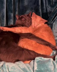 #видеоухаха #catworld #приколыкаждыйдень #смехдоупаду #шуткизжизни #ржачушки #catlovers #смехнадс...