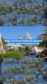 Жара заставила японских аграриев менять сорта сельхозкультур