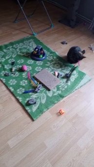 Абсолютно дичайшая.Не видевшая в своей жизни ни игрушек,ни еры вдоволь.И вот начала играть!Бьютифул!