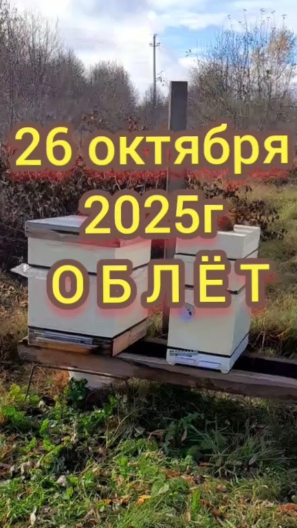 #пасека Облёт пчёл в октябре.