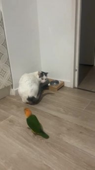 #веселье2025 #catnaps #смешнотично #смешнойролик #смешныевидео #catsagram #смешнаяреклама #смехот...