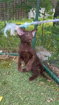 Ориентальные котята играют  www.orientalkitten.ru