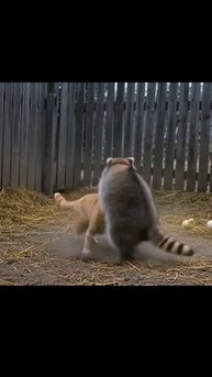 Схватка Кота с Енотом