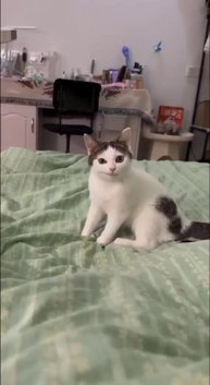 #смешнаяреклама #cats #смешноймир #глупыйприкольчик #catsoftiktok #вирусныешоу #catclub #глупыека...