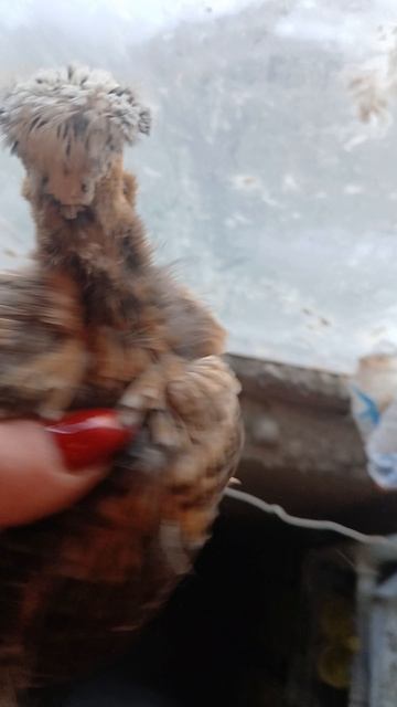 цыпа падуанчик