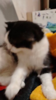 Саламолекум кашоку