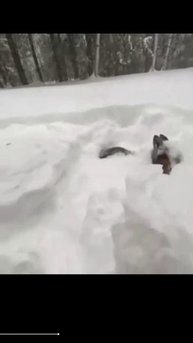 Великолепные псы.