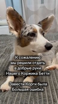 К сожалению мы решили отдать собаку в добрые руки