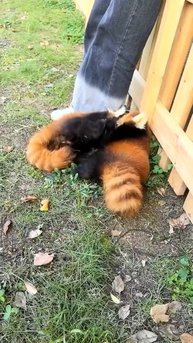 Маленькие красные панды проказничают ☺️🥰❣️😍👍