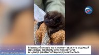 «Собрали» заново: ветеринары Московского зоопарка спасли гигантскую летучую мышь