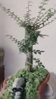 Секидзодзю — японское искусство выращивания бонсай,