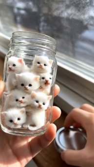 Сколько кошек в бане ?