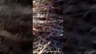 лес