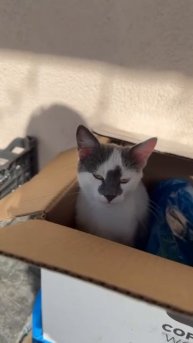 🦋Четыре очаровательных котёнка оказались без дома из-за безответственного хозяина, который просто п