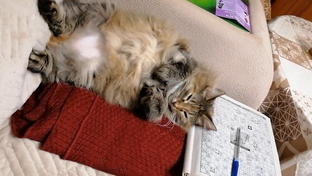 VID_20231023_235526.mp4