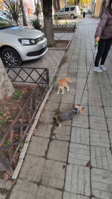 Бесстрашный кот