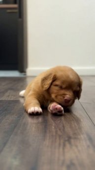 Жизнь с толлером