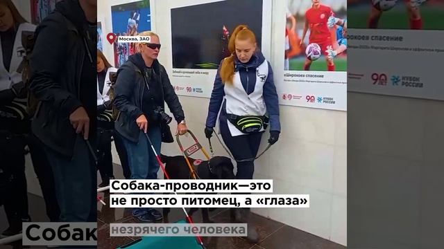 Четвероногий навигатор: как готовят собак-поводырей для жизни в большом городе
