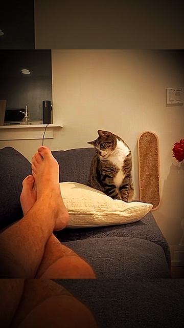 Нападающий Кот